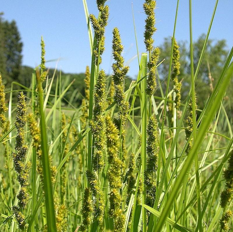 Sedge, Fox Sedge - Image 4