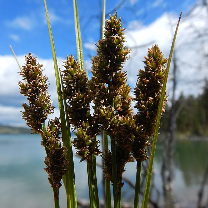 Sedge, Fox Sedge - Image 5