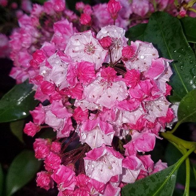 Mountain Laurel, Carol Mountain Laurel