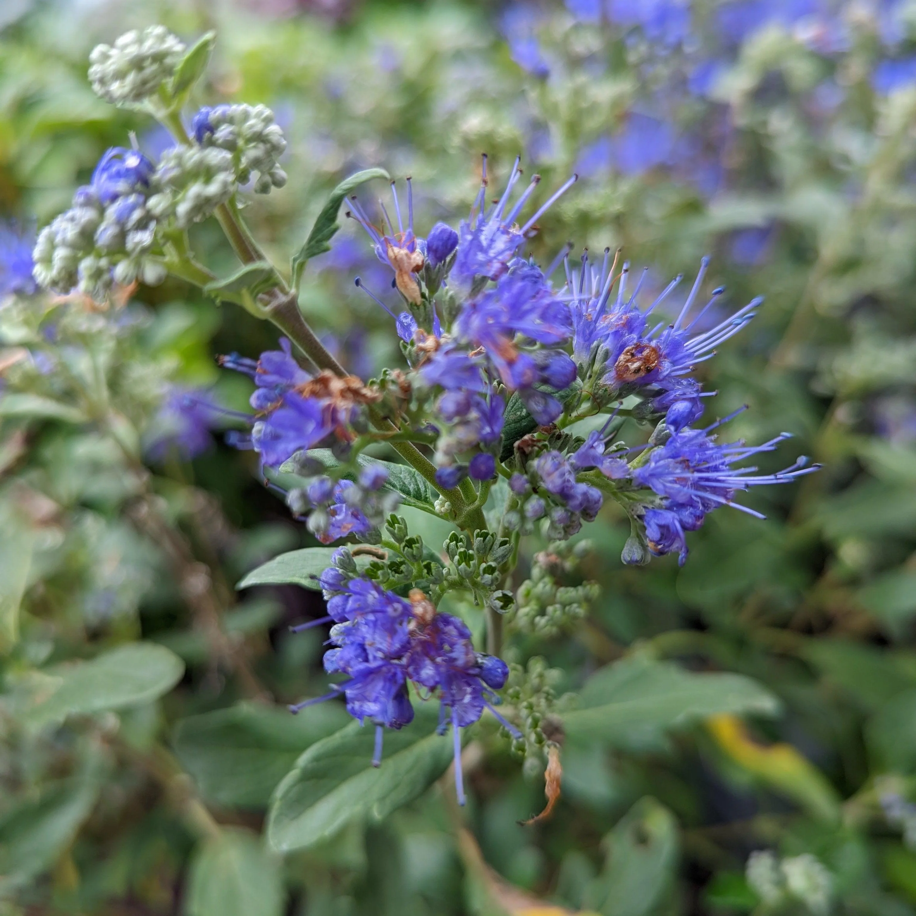 Bluebeard, Beyond Midnight® Bluebeard - Image 12