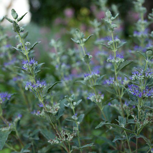 Bluebeard, Beyond Midnight® Bluebeard - Image 4