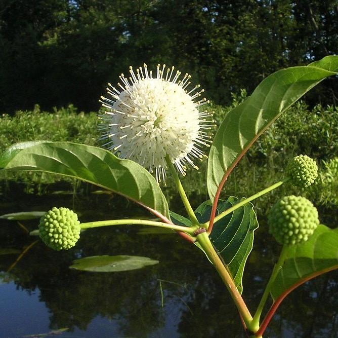 Buttonbush, First Editions® Fiber Optics - Image 4