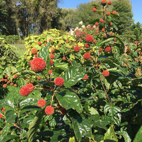 Buttonbush, Sugar Shack® Buttonbush - Image 3