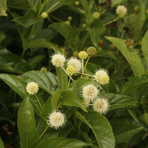 Buttonbush, Sugar Shack® Buttonbush - Image 4