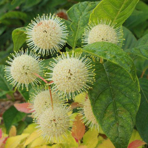 Buttonbush, Sugar Shack® Buttonbush - Image 5