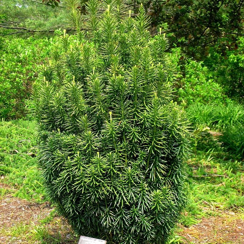 Plum Yew, Fastigiata Upright Japanese Plum Yew - Image 3