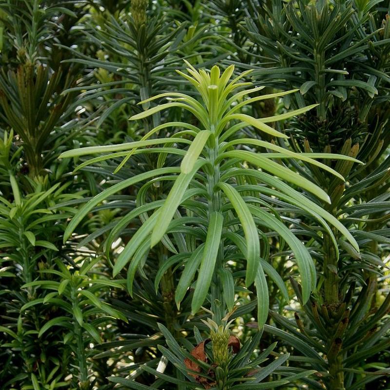 Plum Yew, Fastigiata Upright Japanese Plum Yew - Image 4