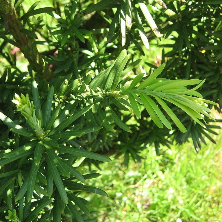 Plum Yew, Fastigiata Upright Japanese Plum Yew - Image 5