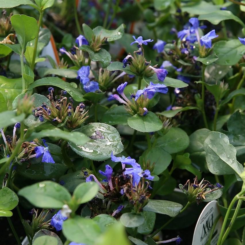 Leadwort, Hardy Plumbago, Leadwort - Image 2