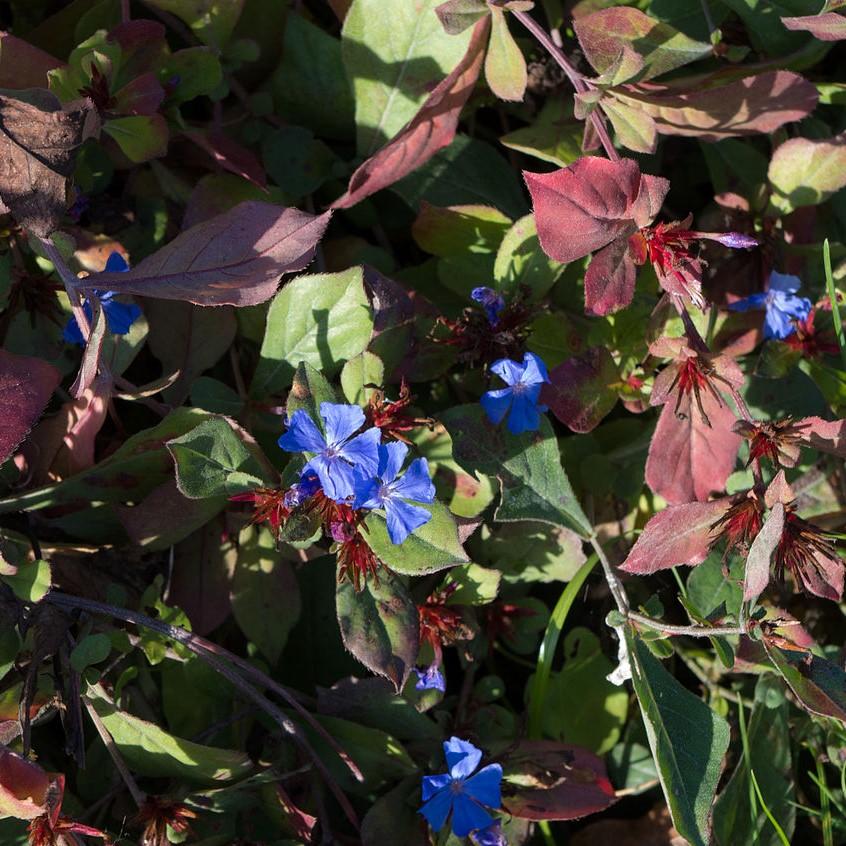 Leadwort, Hardy Plumbago, Leadwort - Image 3