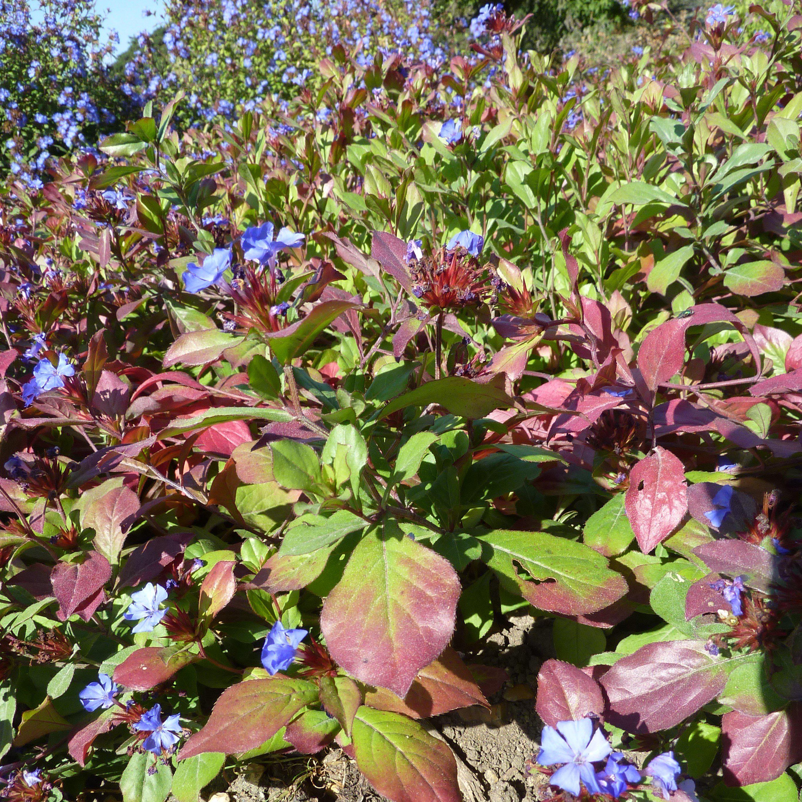 Leadwort, Hardy Plumbago, Leadwort - Image 4