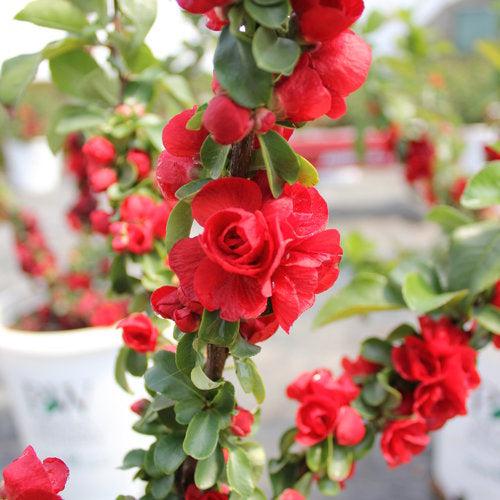 Flowering Quince, PW® Double Take™ Scarlet Flowering Quince
