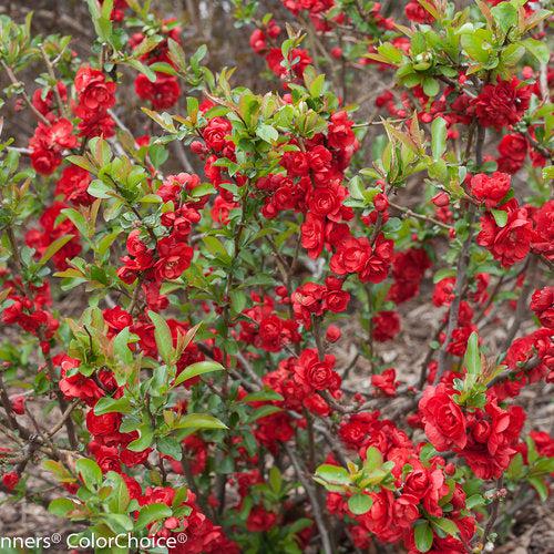 Flowering Quince, PW® Double Take™ Scarlet Flowering Quince - Image 2