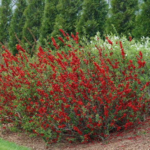 Flowering Quince, PW® Double Take™ Scarlet Flowering Quince - Image 3