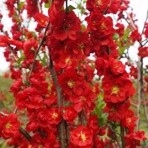 Flowering Quince, PW® Double Take™ Scarlet Flowering Quince - Image 4