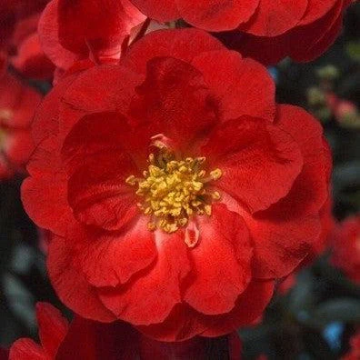 Flowering Quince, PW® Double Take™ Scarlet Flowering Quince - Image 5
