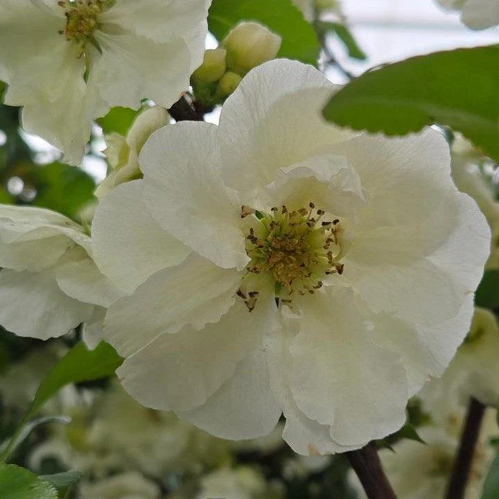Flowering Quince, PW® Double Take™ Eternal White® Flowering Quince
