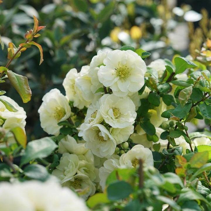 Flowering Quince, PW® Double Take™ Eternal White® Flowering Quince - Image 2