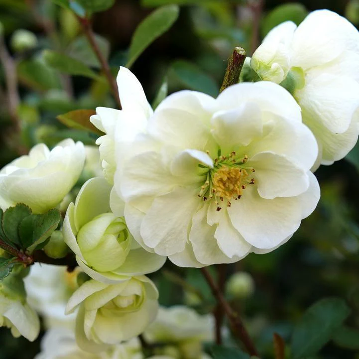 Flowering Quince, PW® Double Take™ Eternal White® Flowering Quince - Image 3