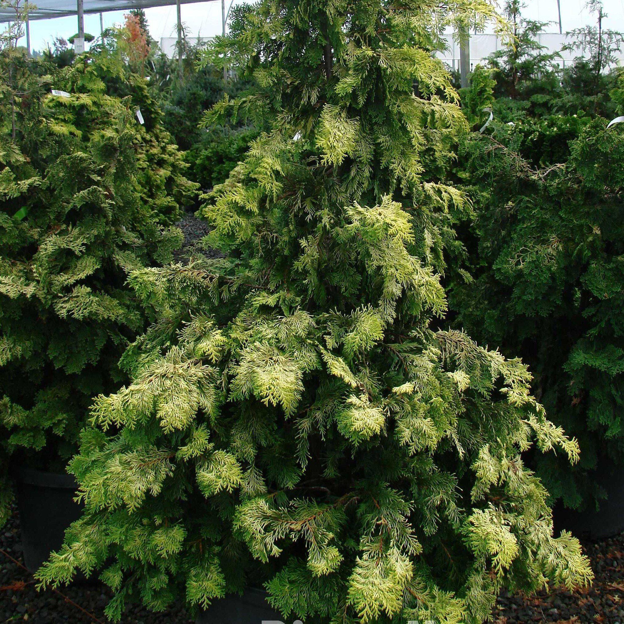 False Cypress, Golden Hinoki False Cypress - Image 3