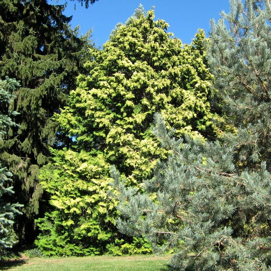 False Cypress, Golden Hinoki False Cypress - Image 4