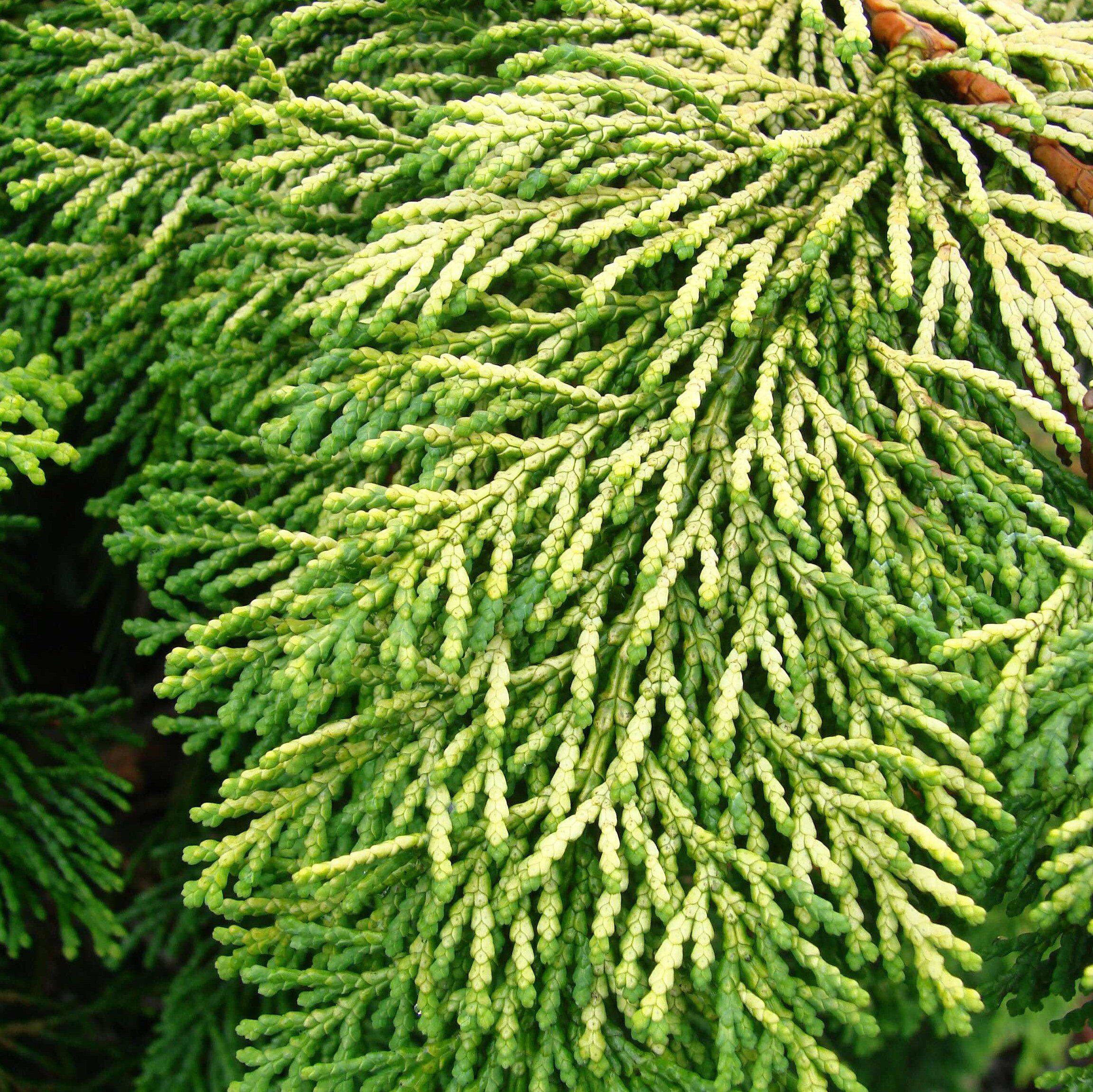 False Cypress, Golden Hinoki False Cypress - Image 5