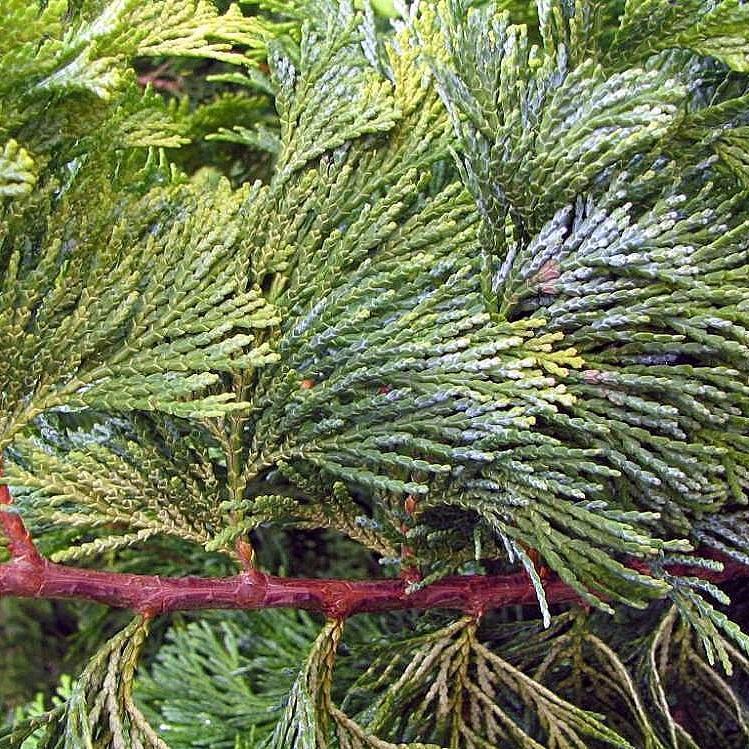 False Cypress, Golden Hinoki False Cypress - Image 6