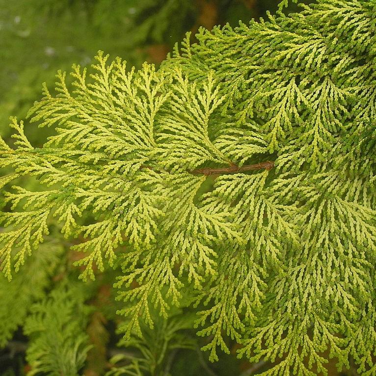 False Cypress, Golden Hinoki False Cypress - Image 7