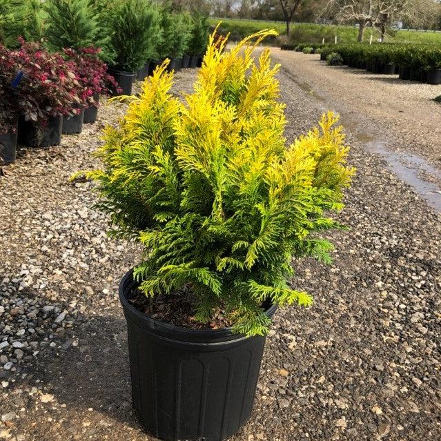 False Cypress, Golden Hinoki False Cypress - Image 9
