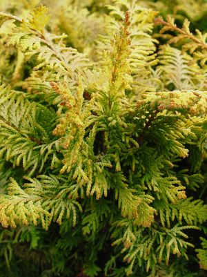 False Cypress, Fernspray Gold False Cypress