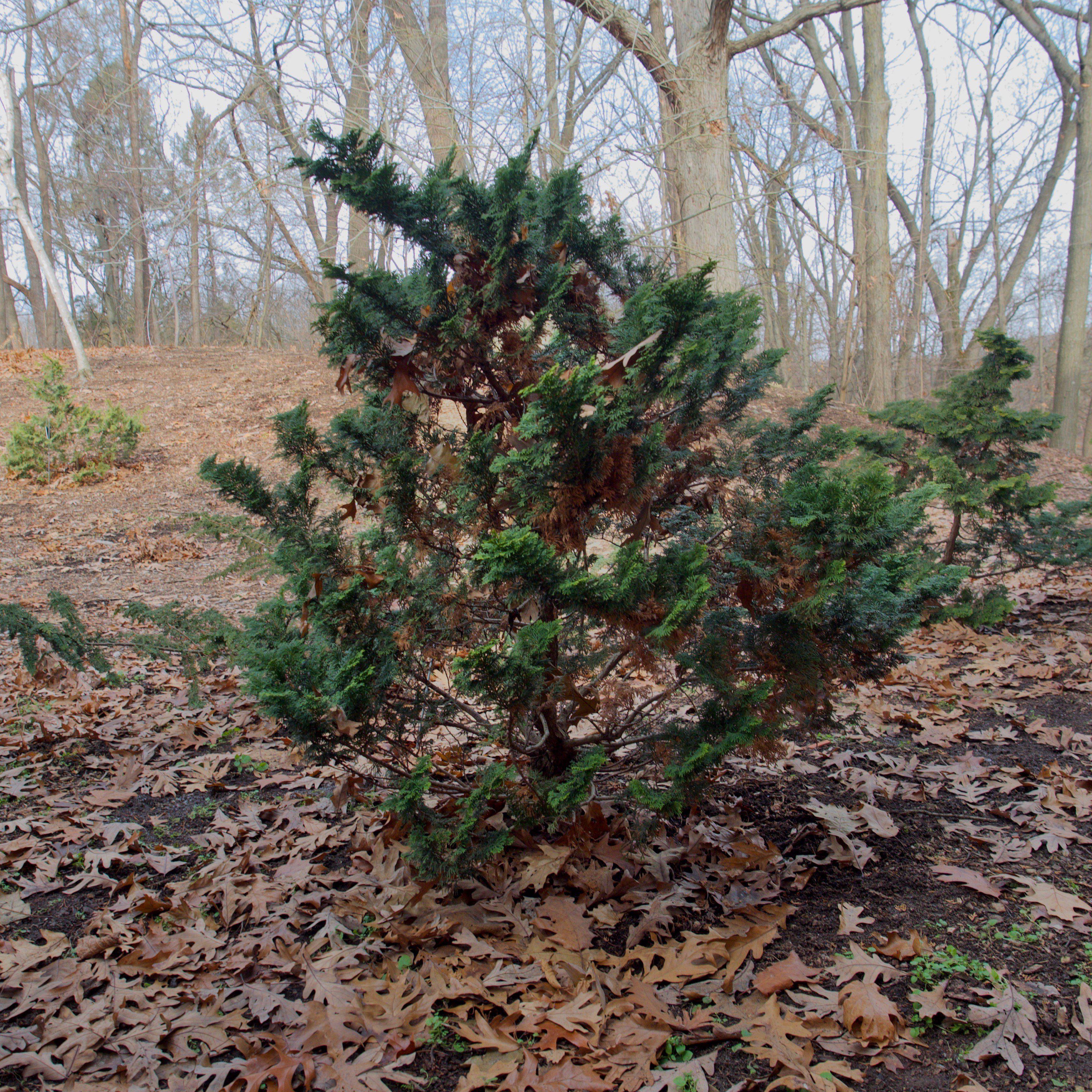 False Cypress, Slender Hinoki False Cypress - Image 2