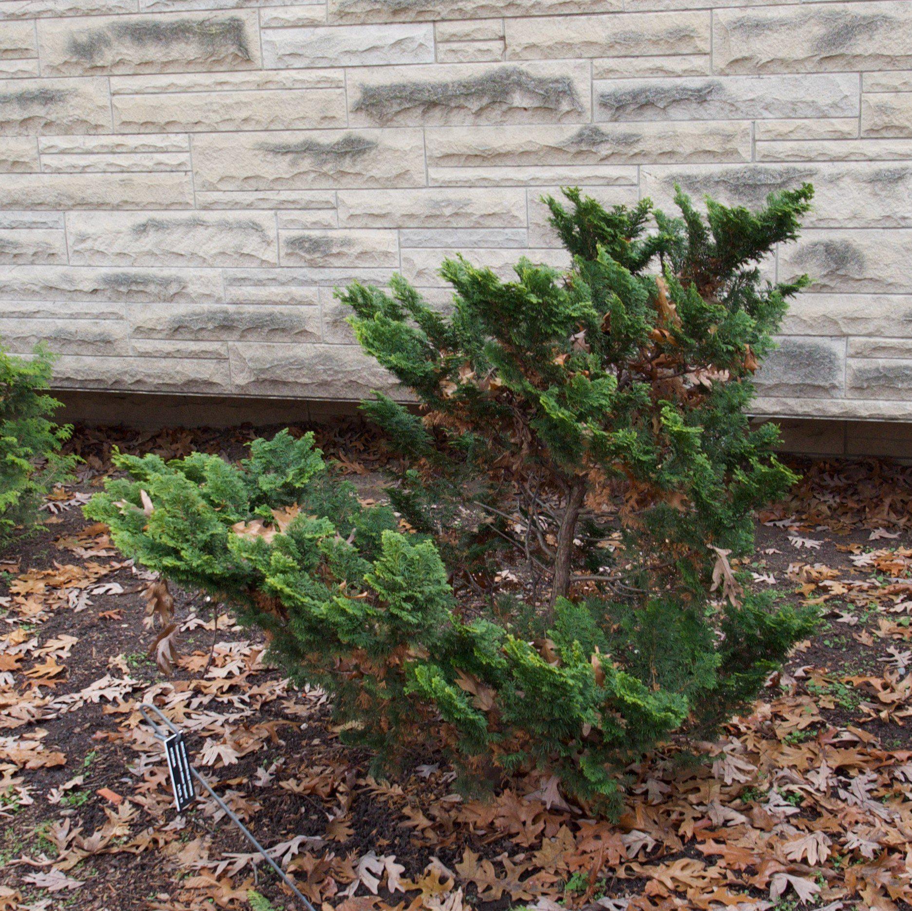 False Cypress, Slender Hinoki False Cypress - Image 3