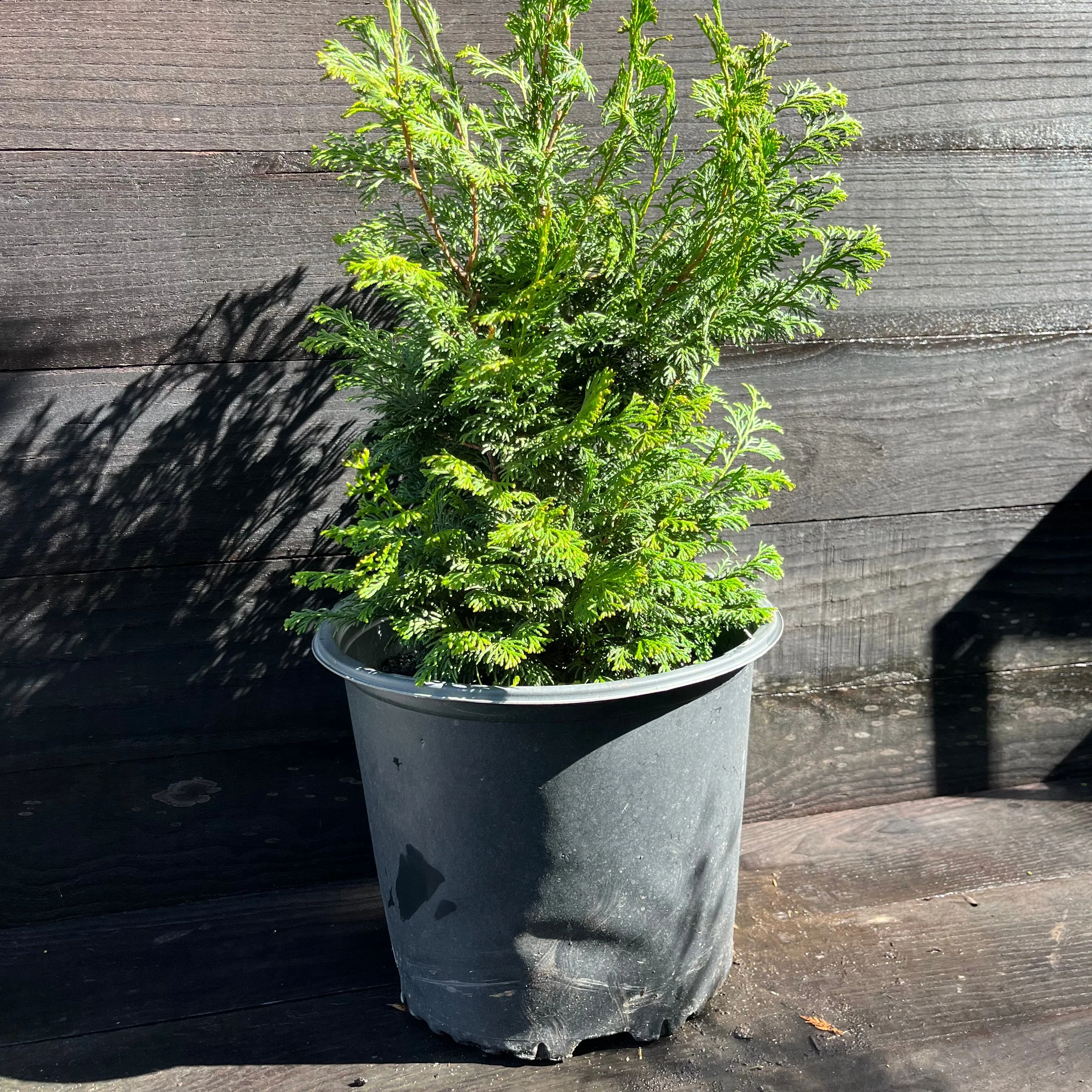 False Cypress, Slender Hinoki False Cypress - Image 4