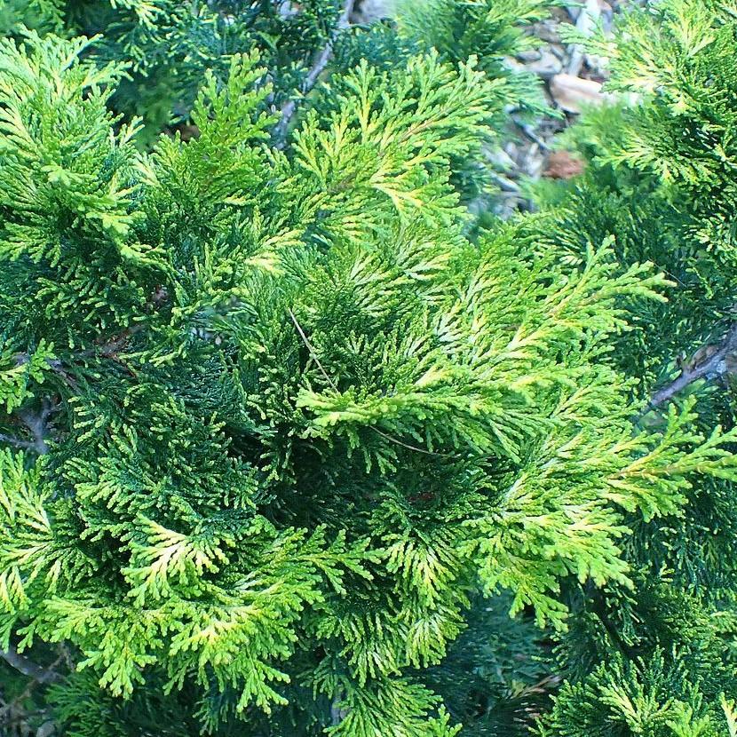 Cypress, Verdonii Hinoki Cypress - Image 3