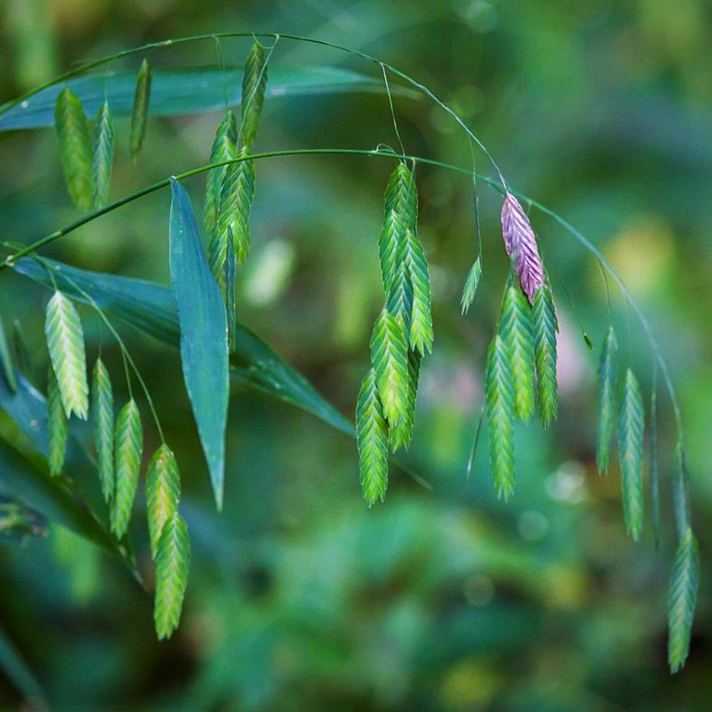 Grass, River Oats, Inland Sea Oats - Image 3