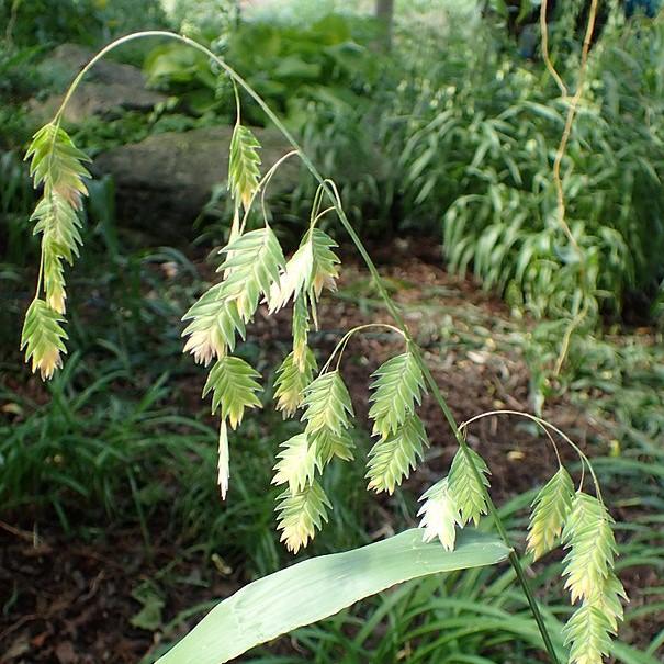 Grass, River Oats, Inland Sea Oats - Image 4