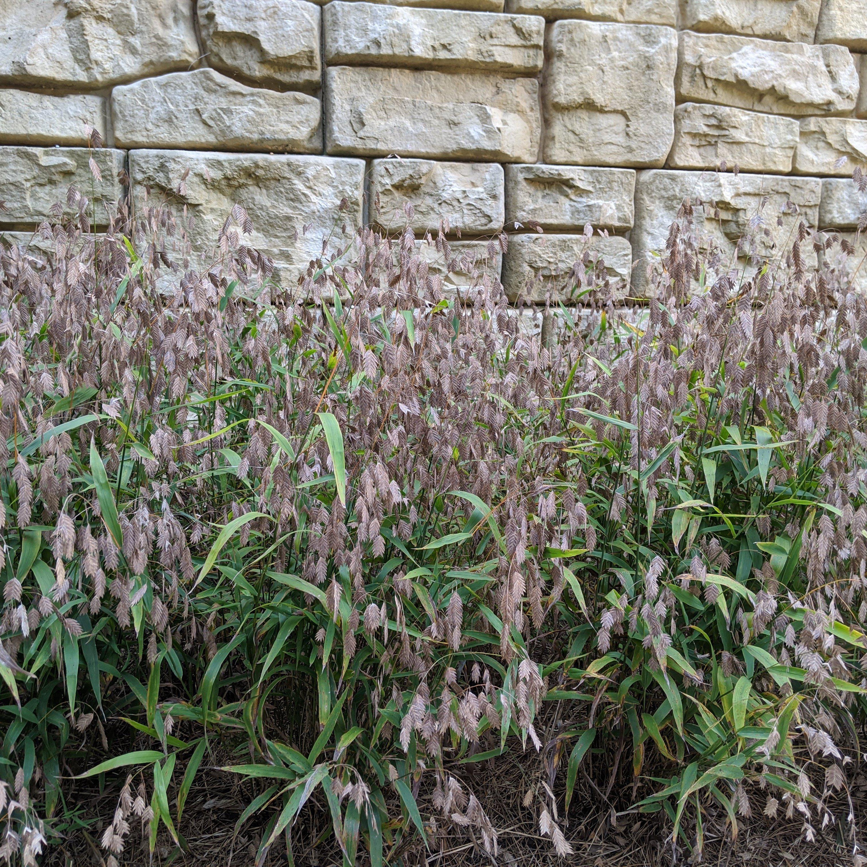 Grass, River Oats, Inland Sea Oats - Image 5