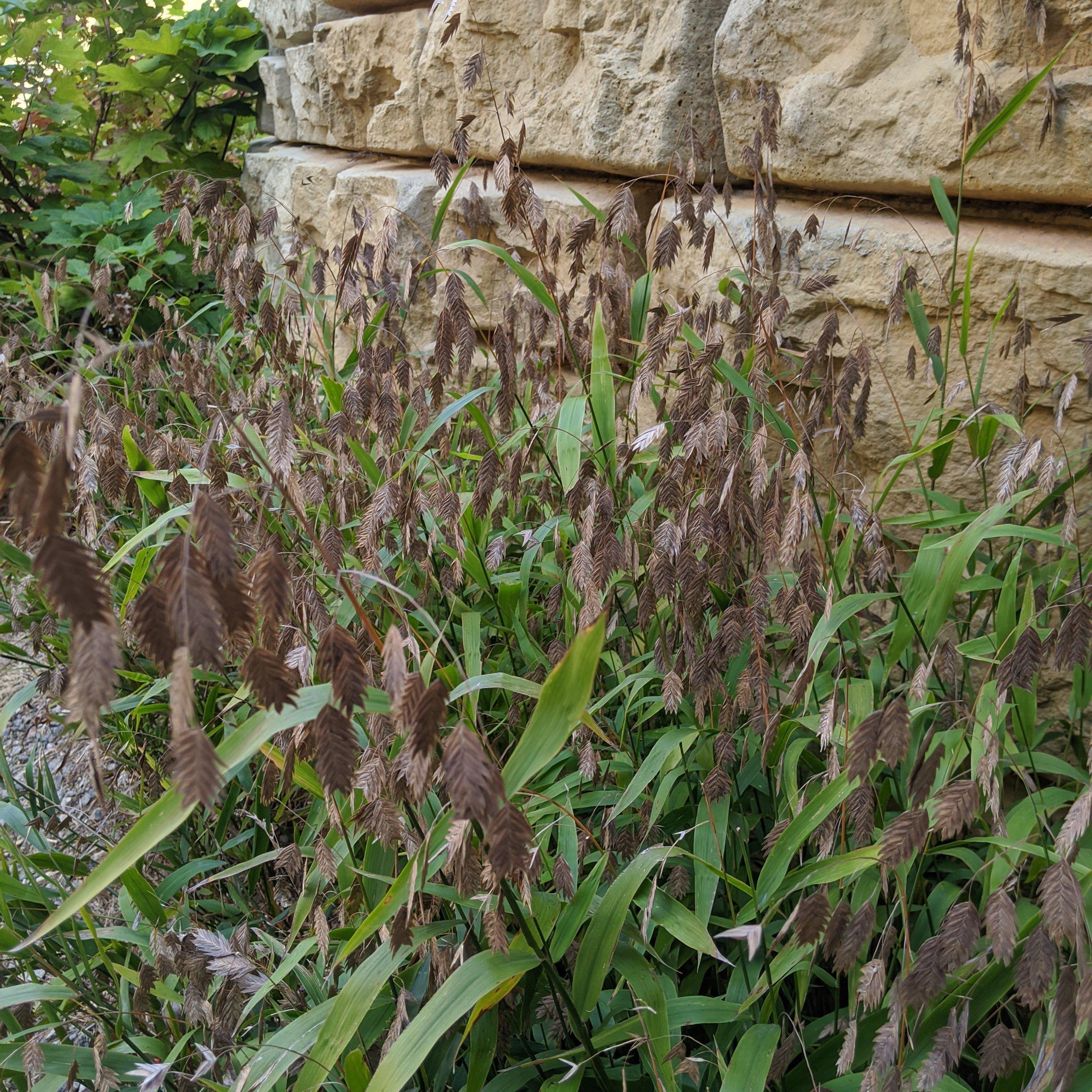 Grass, River Oats, Inland Sea Oats - Image 6