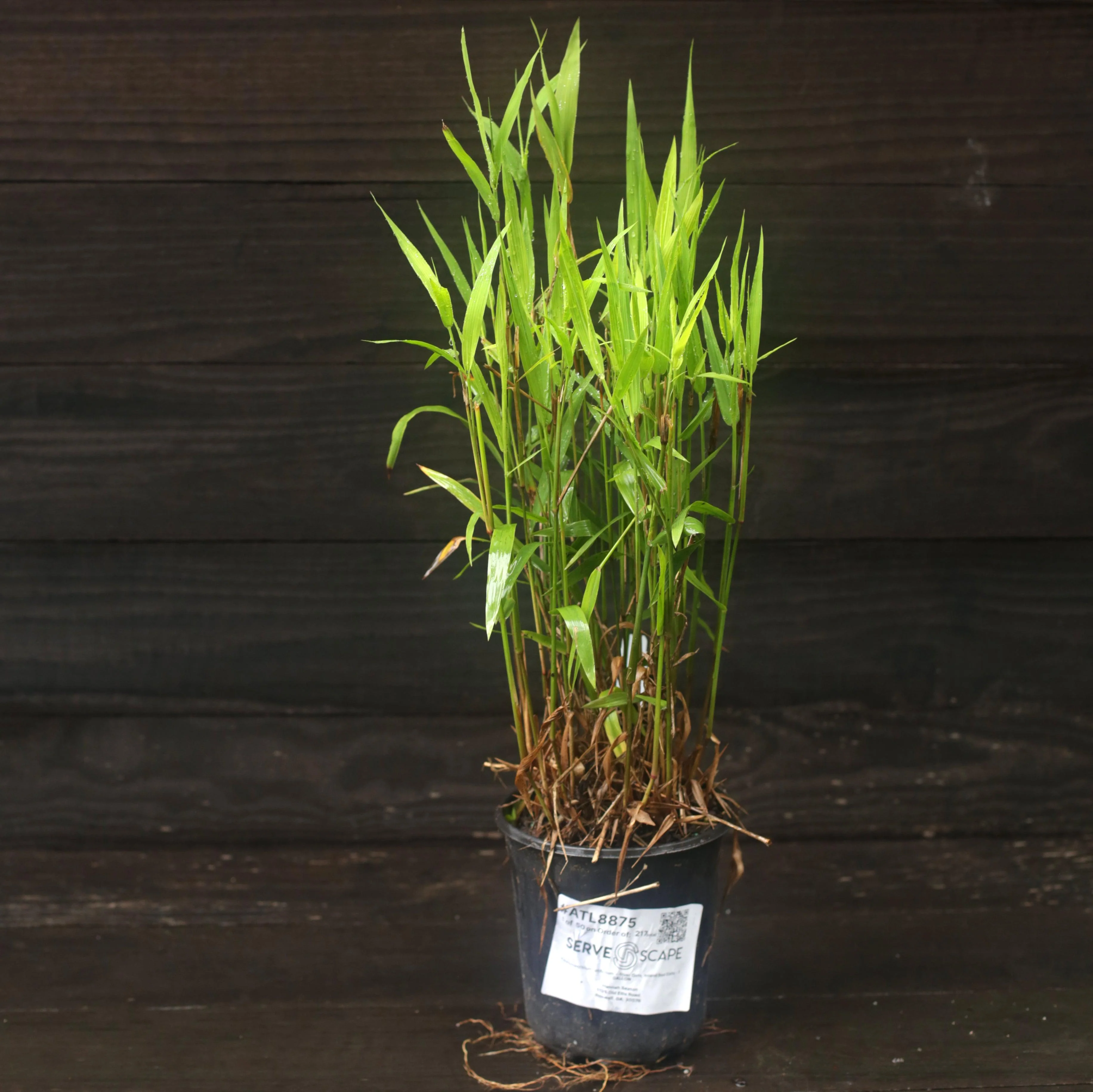 Grass, River Oats, Inland Sea Oats - Image 8