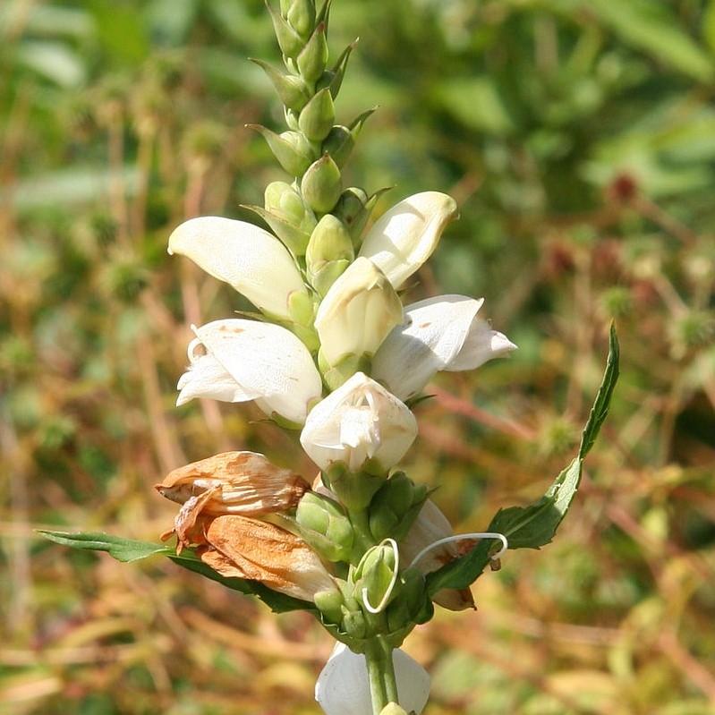 Turtlehead, White Turtlehead - Image 4