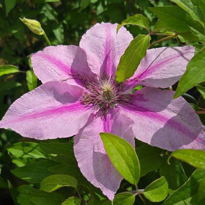 Clematis, Rosalie™ Clematis - Image 2
