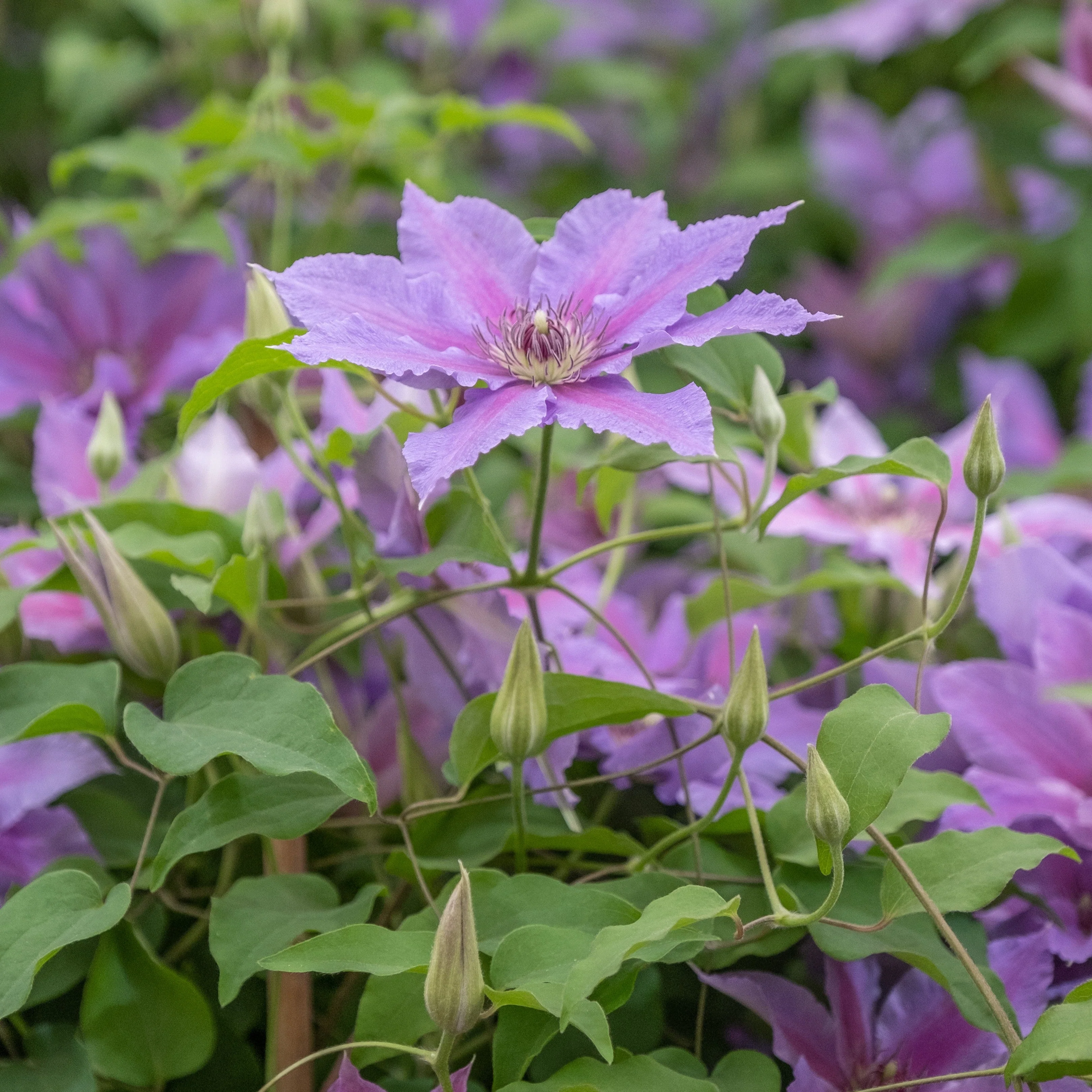 Clematis, Tumaini™ Clematis