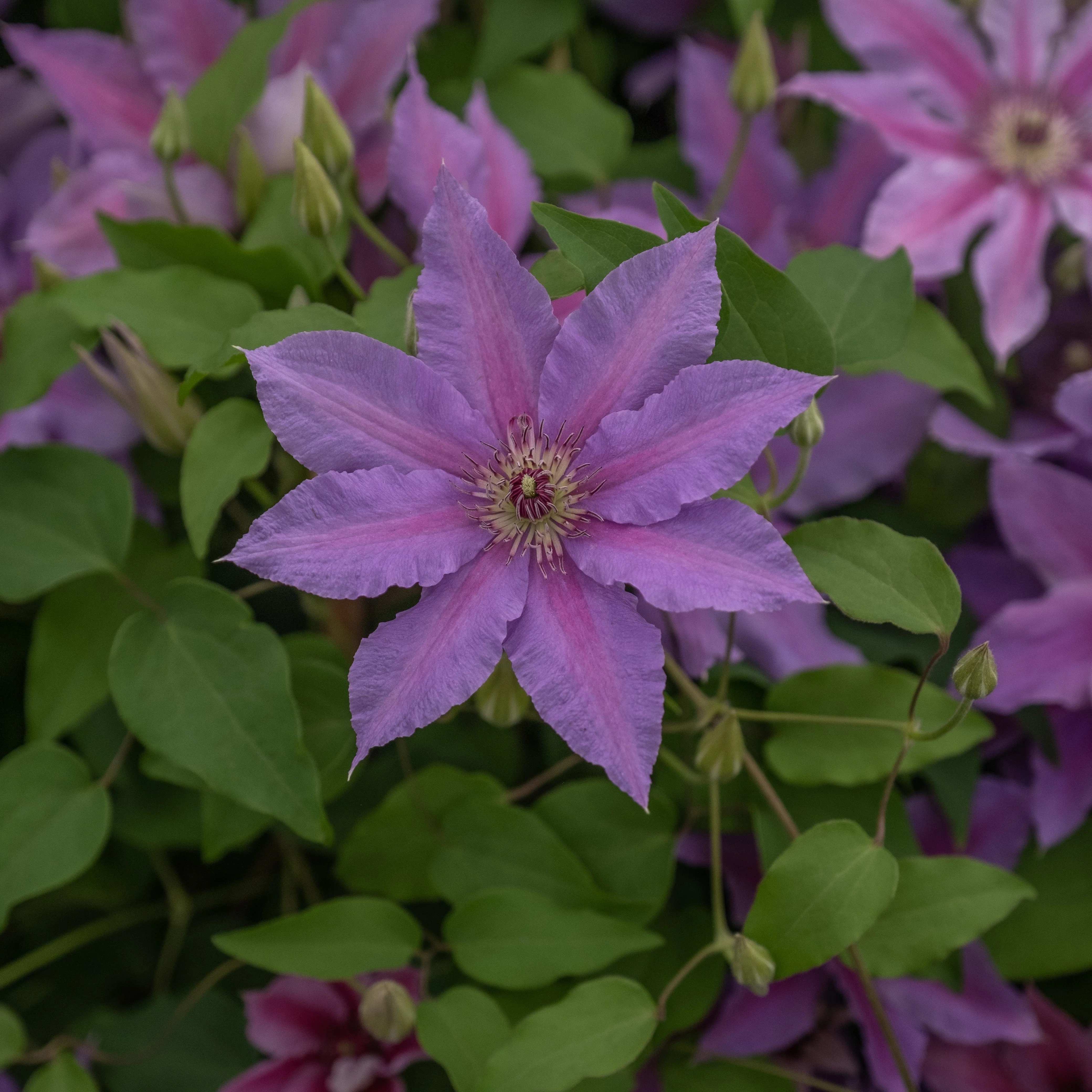 Clematis, Tumaini™ Clematis - Image 2