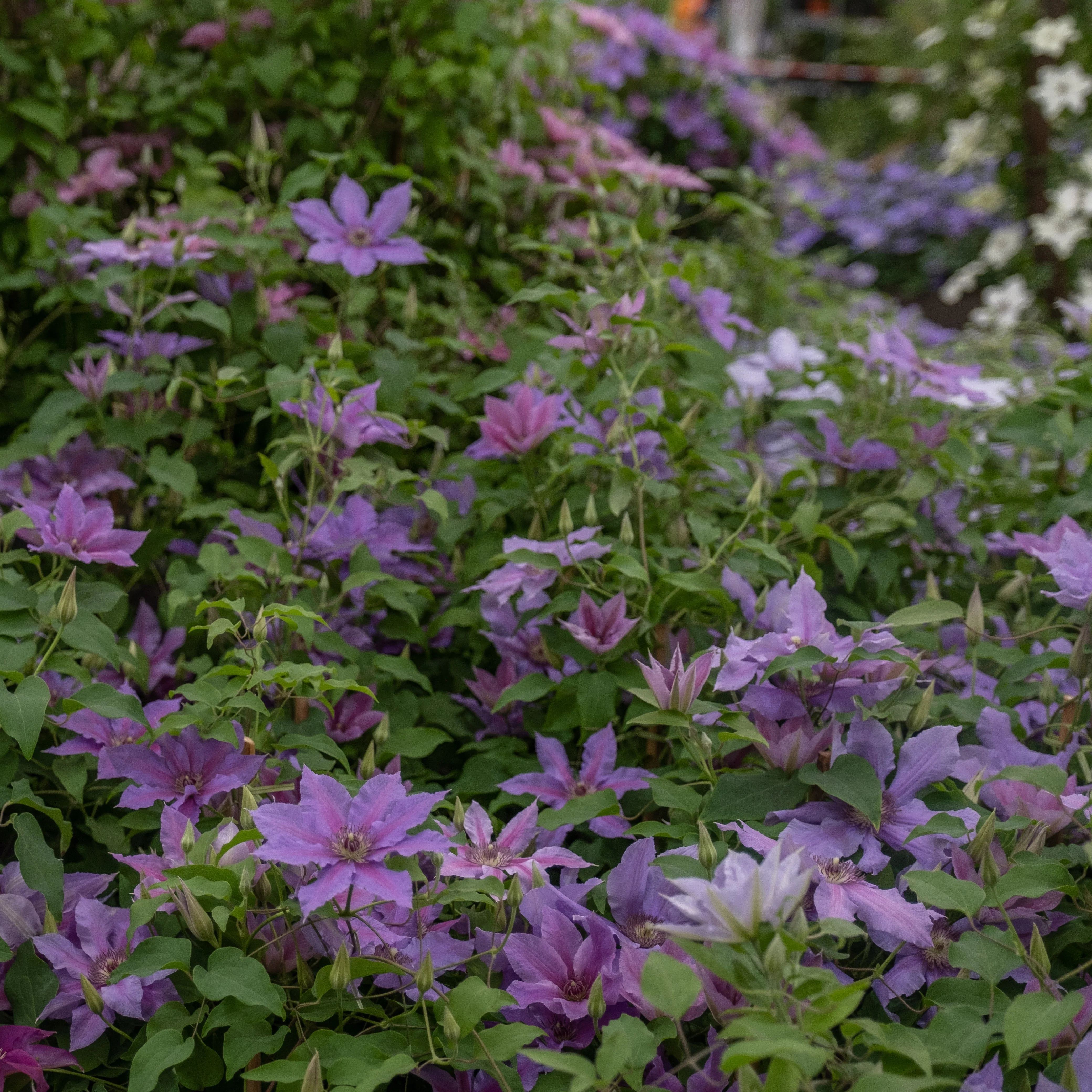 Clematis, Tumaini™ Clematis - Image 3