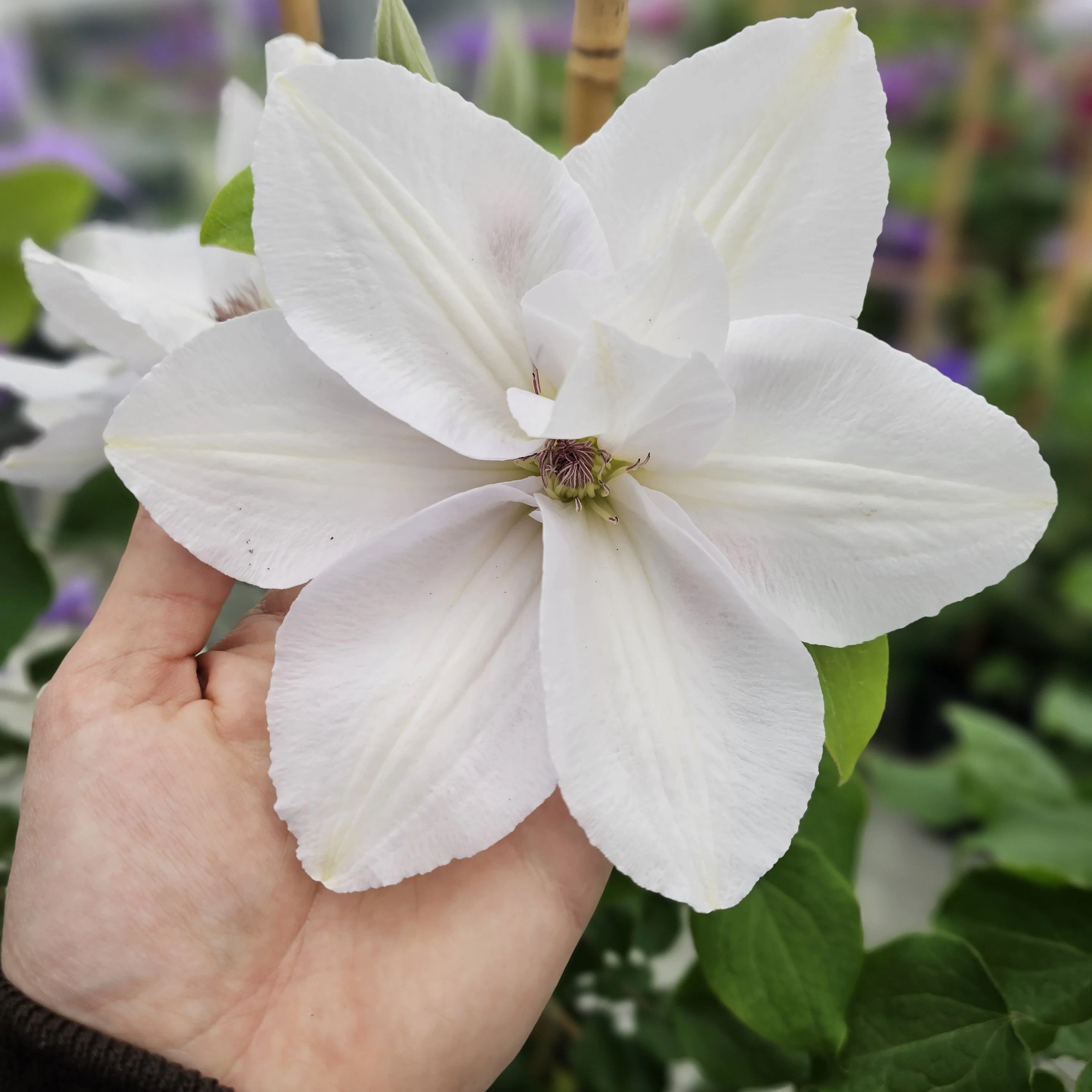 Clematis, Guernsey Flute™ Clematis - Image 2