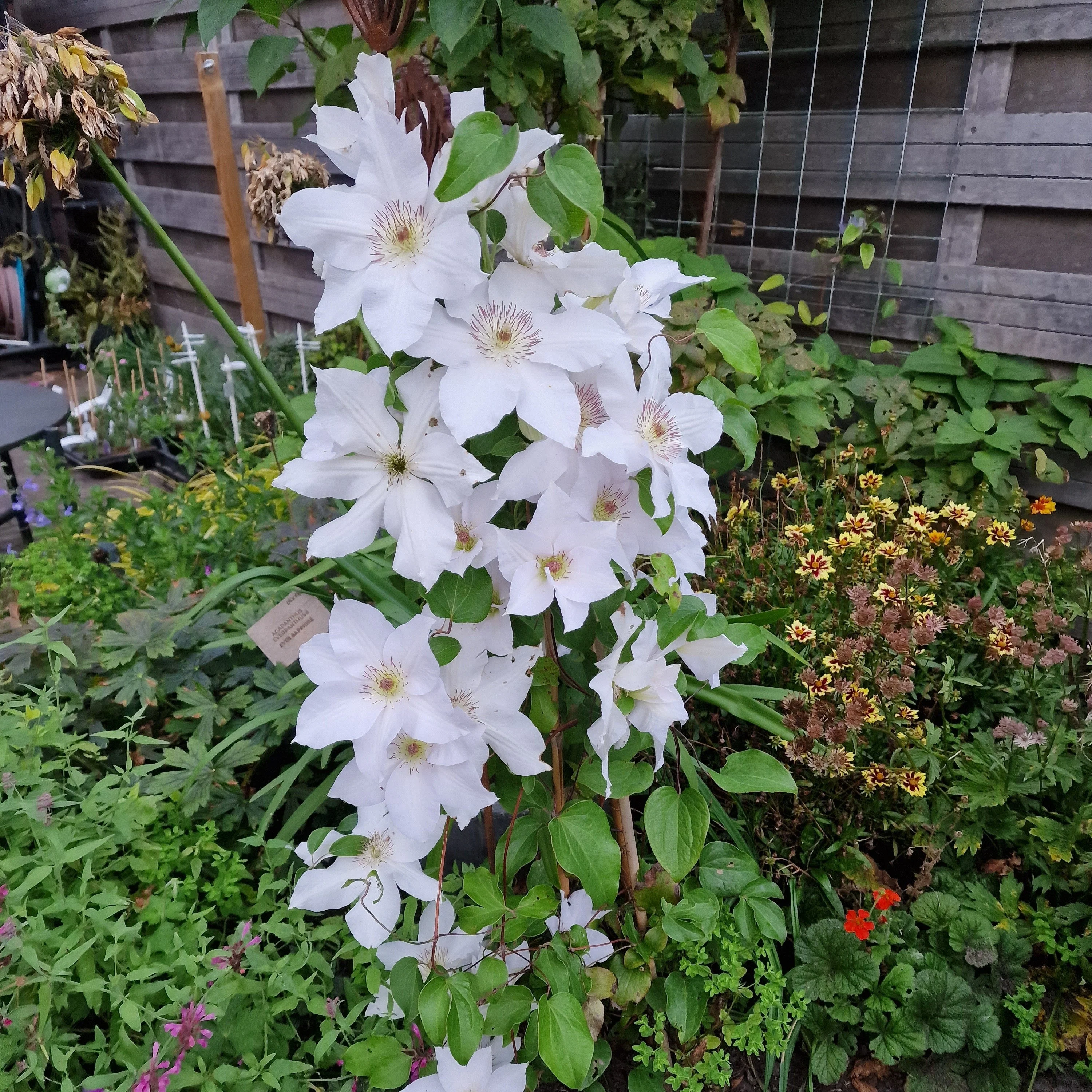 Clematis, Guernsey Flute™ Clematis - Image 3