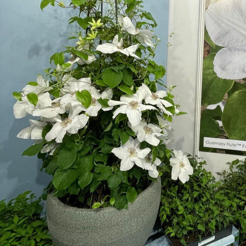 Clematis, Guernsey Flute™ Clematis - Image 4