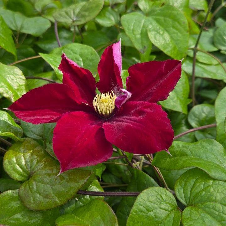 Clematis, Charmaine™ Clematis - Image 3