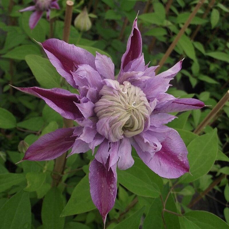 Clematis, Josephine™ Clematis - Image 3