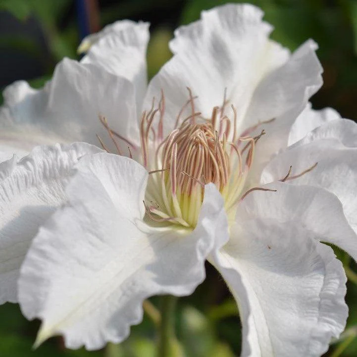 Clematis, Hyde Hall™ Clematis - Image 2